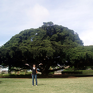 この木なんの木、日立の木、モアナルア公園