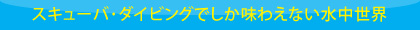 スキューバ･ダイビングでしか味わえない水中世界