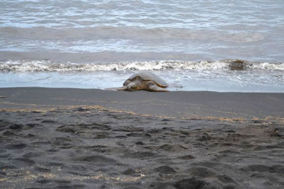 キョーコのブログ、ハワイの暮らし、地元ニュース情報