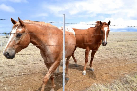 キョーコのブログ、ハワイの暮らし、地元ニュース情報