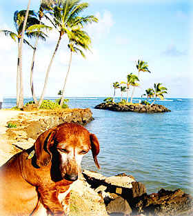 ペット犬とハワイ移住