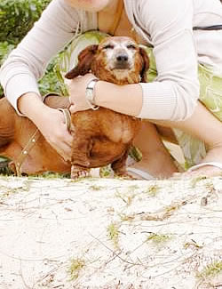 ペット犬とハワイ移住