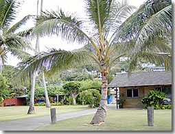 椰子の木に囲まれた家