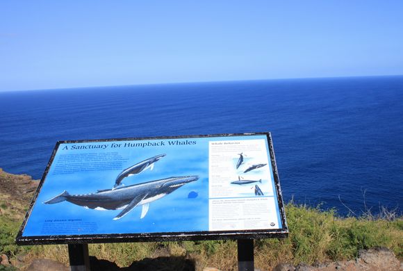 ハワイの絶景ポイント、ハイキングスポット、マカプウ岬