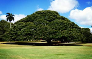 この木なんの木、モアナルア・ガーデン