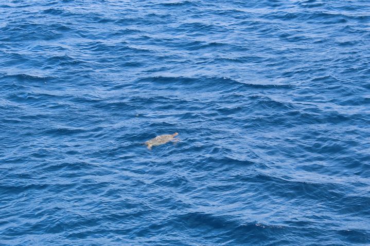 海から眺めるワイキキビーチやダウンタウン、ホノルルの景色