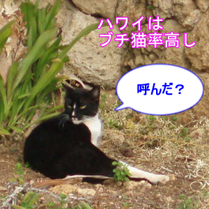 ハワイの猫