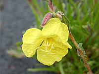 マウイ島の花