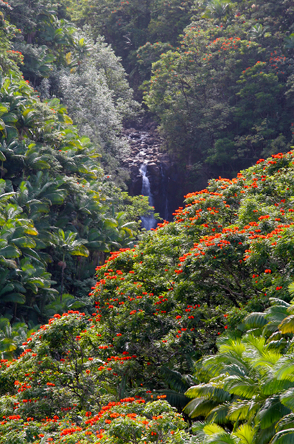 アフリカンチューリップが咲き乱れる、ハワイ島の風景
