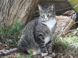 猫もハロウィンの仮装をしますよ