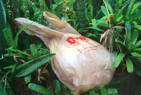 本日よりオアフ島でプラスチック製のレジ袋が禁止になりました。