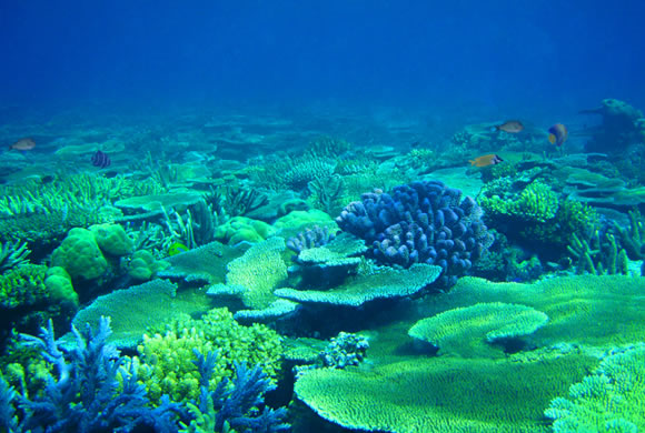 環境】アウトリガー・リゾーツがサンゴ礁の保護活動をスタート！ - My