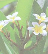 最新ハワイ取材記事 その2