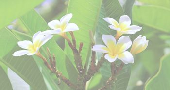 最新ハワイ取材記事 その1