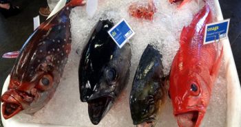 魚市場 Myハワイ歩き方 魚市場 Myハワイ歩き方