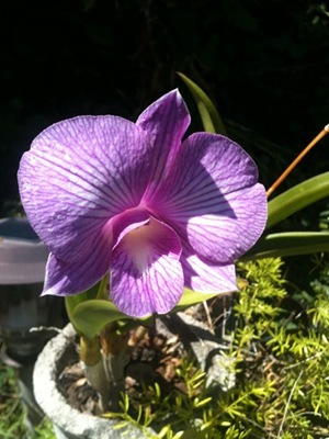 orchid