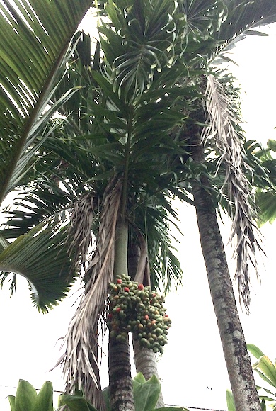 Palmtree2
