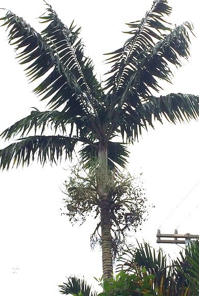 palmtree3