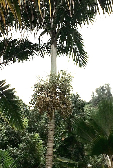 palmtree5