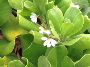 ハワイのお花たち - Myハワイ歩き方