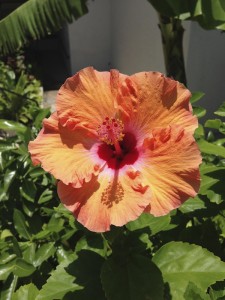 ハワイのお花たち - Myハワイ歩き方