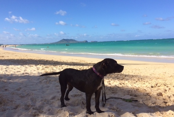 ハワイの弱虫犬mj ピットブル月間と黒犬の日 Myハワイ歩き方