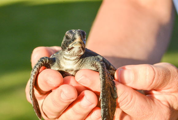 MOV Alaula Hatchlings