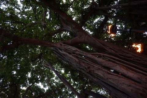 dsc00379