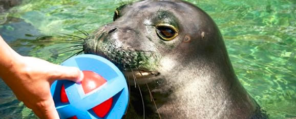 seal