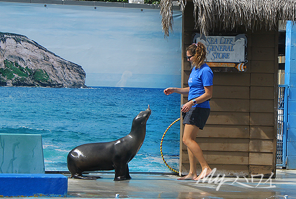 sealion_slp