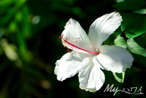 flower-white