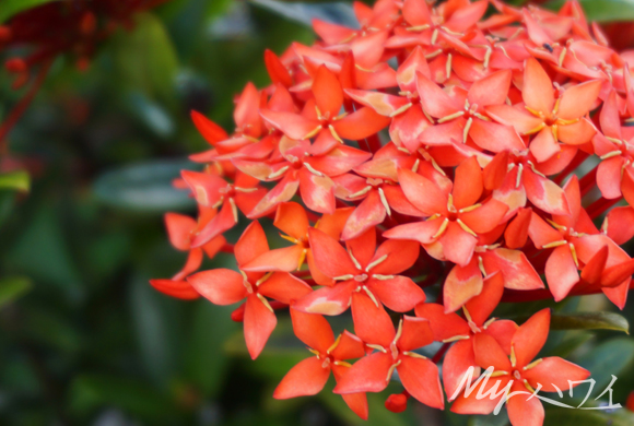 flower