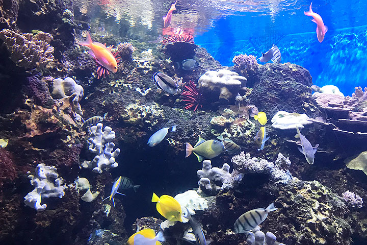 ワイキキ水族館