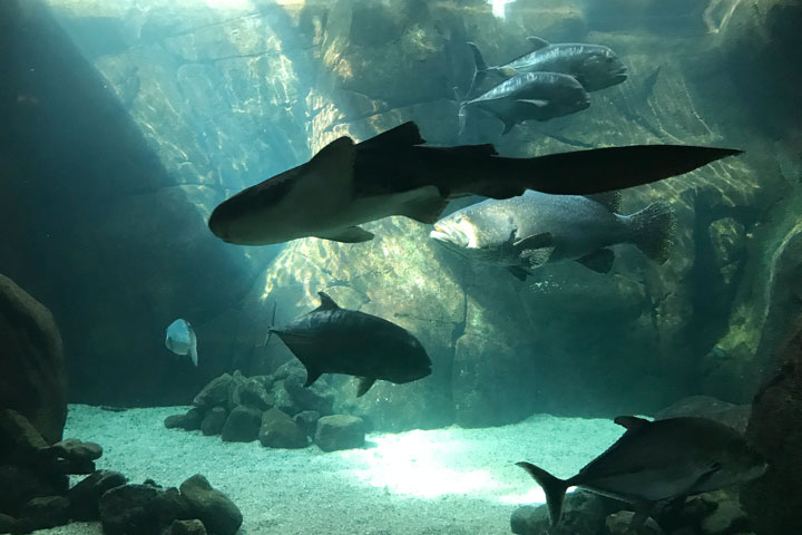 ワイキキ水族館