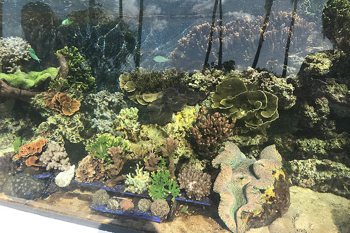 ワイキキ水族館