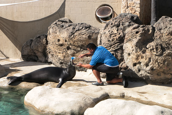 ワイキキ水族館