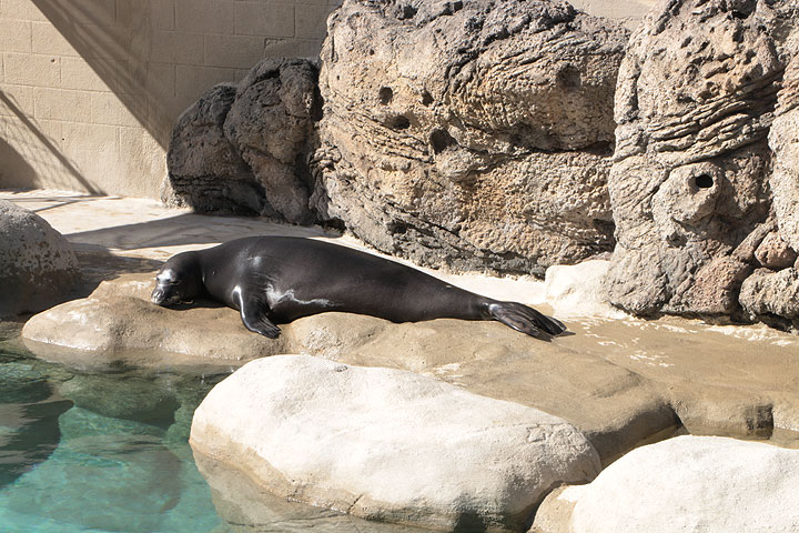 ワイキキ水族館