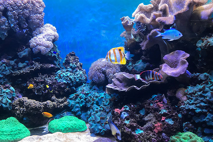 ワイキキ水族館