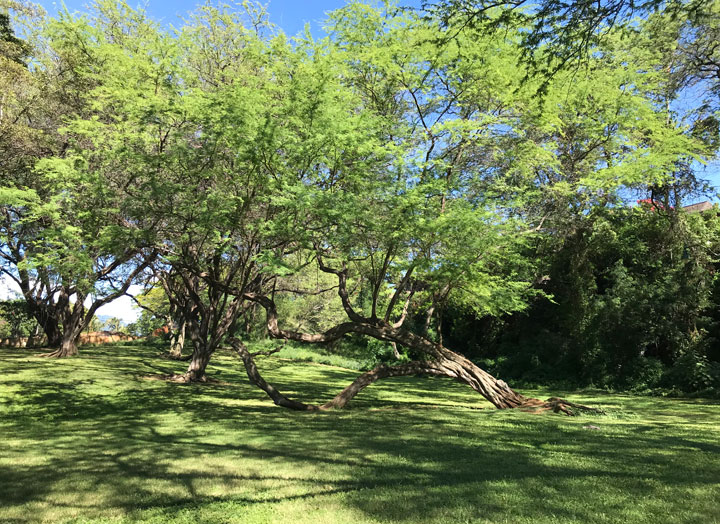 カピオラ二公園