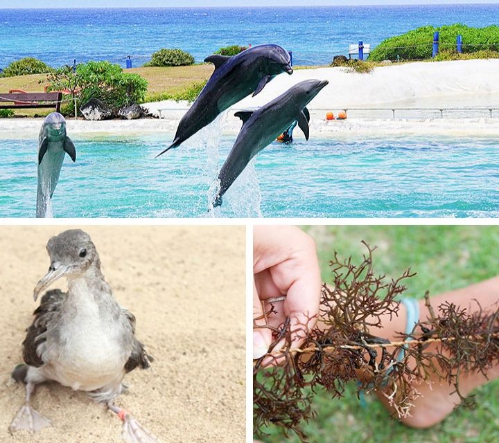 シーライフ・パークがハワイの海や環境保護のために行っていること