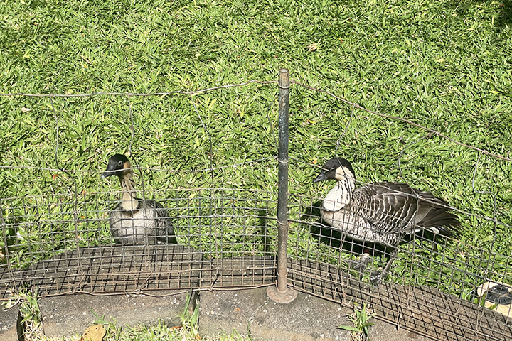 ホノルル動物園