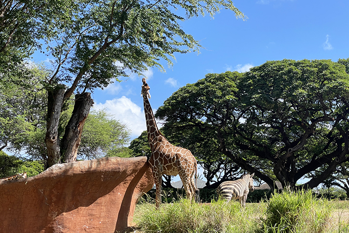 ホノルル動物園