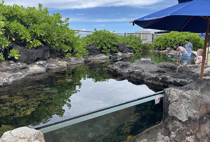 ワイキキ水族館