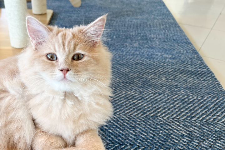 キャットカフェモフ、アラモアナセンター